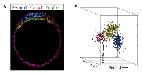 LOADING: Immuno-florescent  confocal image of a 4.5 day old mouse embryo with cell surface markers for each  of the three cell fate lineages