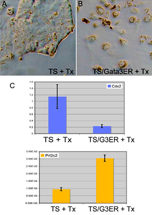 LOADING: Role of the transcription factor Gata3 in trophoblast  development.