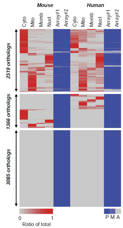 LOADING: Heat map of the integrated protein and mRNA expression  profiles of human and mouse placentas.