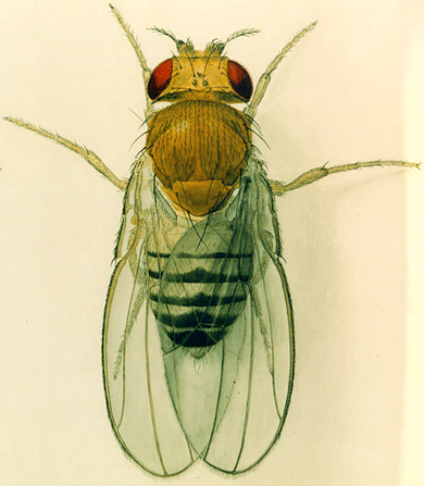 Dmelanogaster female