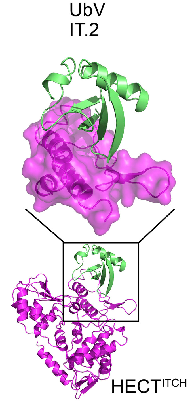 ubiquitin variant image